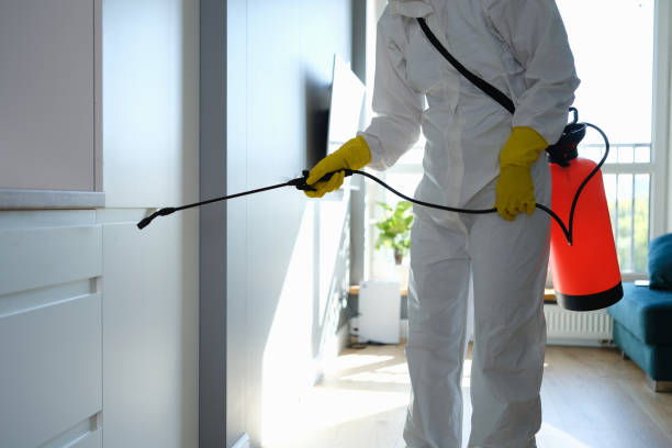 Best White Mold Remediation in Poplar Grove, IL
