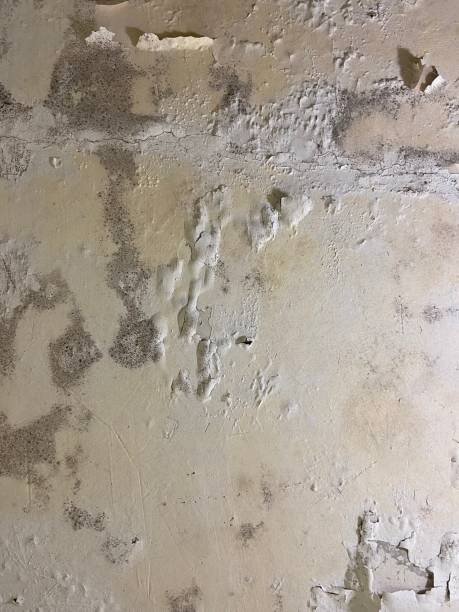 Best Localized Mold Remediation (e.g., coastal areas, humid climates) in Poplar Grove, IL