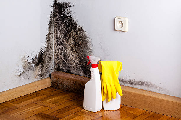 Best White Mold Remediation in Poplar Grove, IL